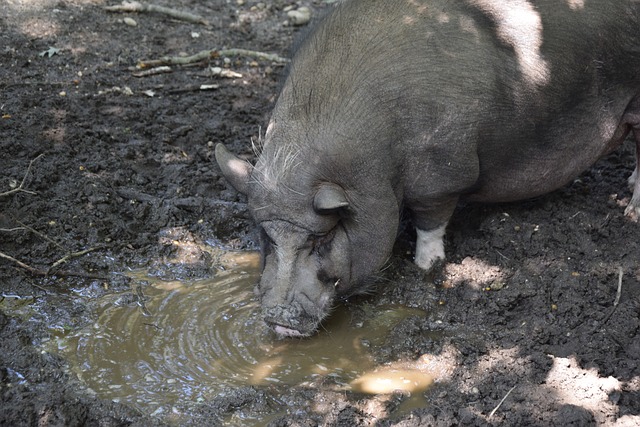 的独特价值 的独特价值