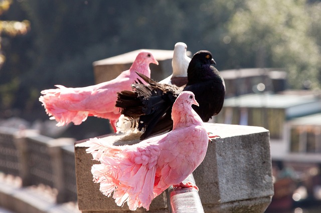 社交媒体分 社交媒体分